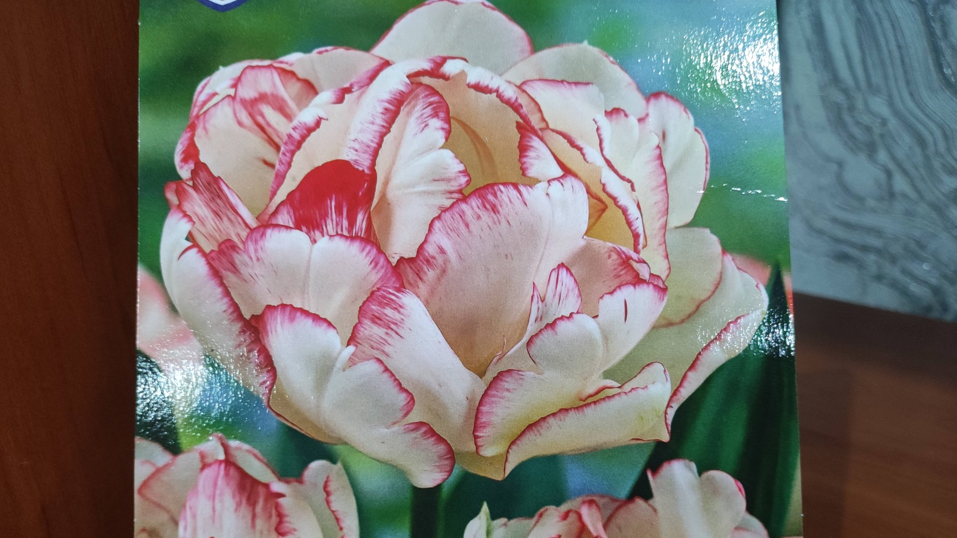 Новинка тюльпанов для моего сада - многоцветковые. Какие у них особенности? смотреть онлайн