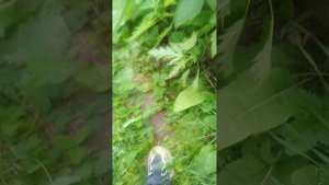 я сапераю малину