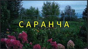 Саранча. Странный случай