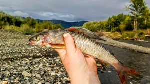 В тайгу! 4 часть: Харитон, ягоды и домой!