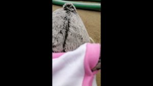 басики в гостях у бабушки и дедушки!!