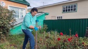 Сажаю гортензию. Дела не кончаются в деревне.