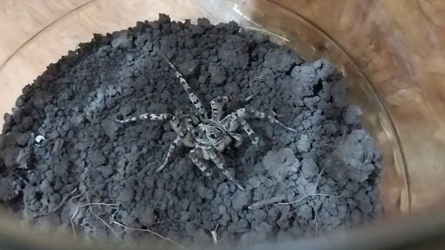 Когда я подхожу к пауку он перестаёт жевать жертву!