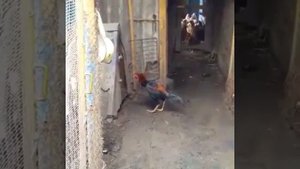СМОТРЕТЬ ВИДЕО ПРИКОЛЫ / ГДЕ ПОСМОТРЕТЬ ПРИКОЛЫ / ЛУЧШИЕ ПРИКОЛЫ / ПРИКОЛЫ 2025