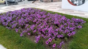 VID_20250904_084459 театр Глобус в Новосибирске.