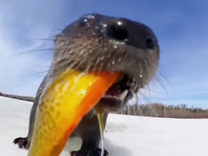 #Shorts #Laugh #Pranks #Trolling #FunnyMoments