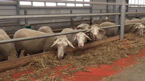 Команда Агентства по привлечению инвестиций посетила Красноярский район