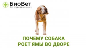 Почему собака роет ямы во дворе