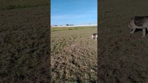 05.09.2025 Утро. Гуляем в поле до строительства.