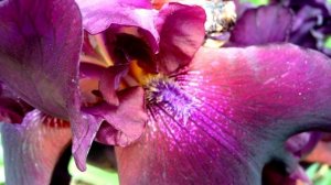 6122202-hd_1920_1080_25fps