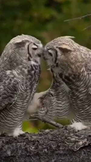 В мире хаоса, лжи нельзя без обмана - 7