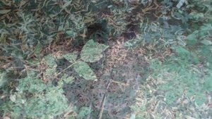 Слайд шоу. Котики на улице.