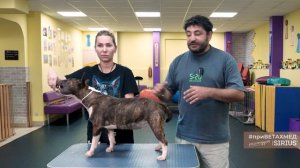 Хендлинг и воспитание миниатюрного и стандартного бультерьера // #приВЕТАХМЕД