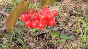 калина красная (1)