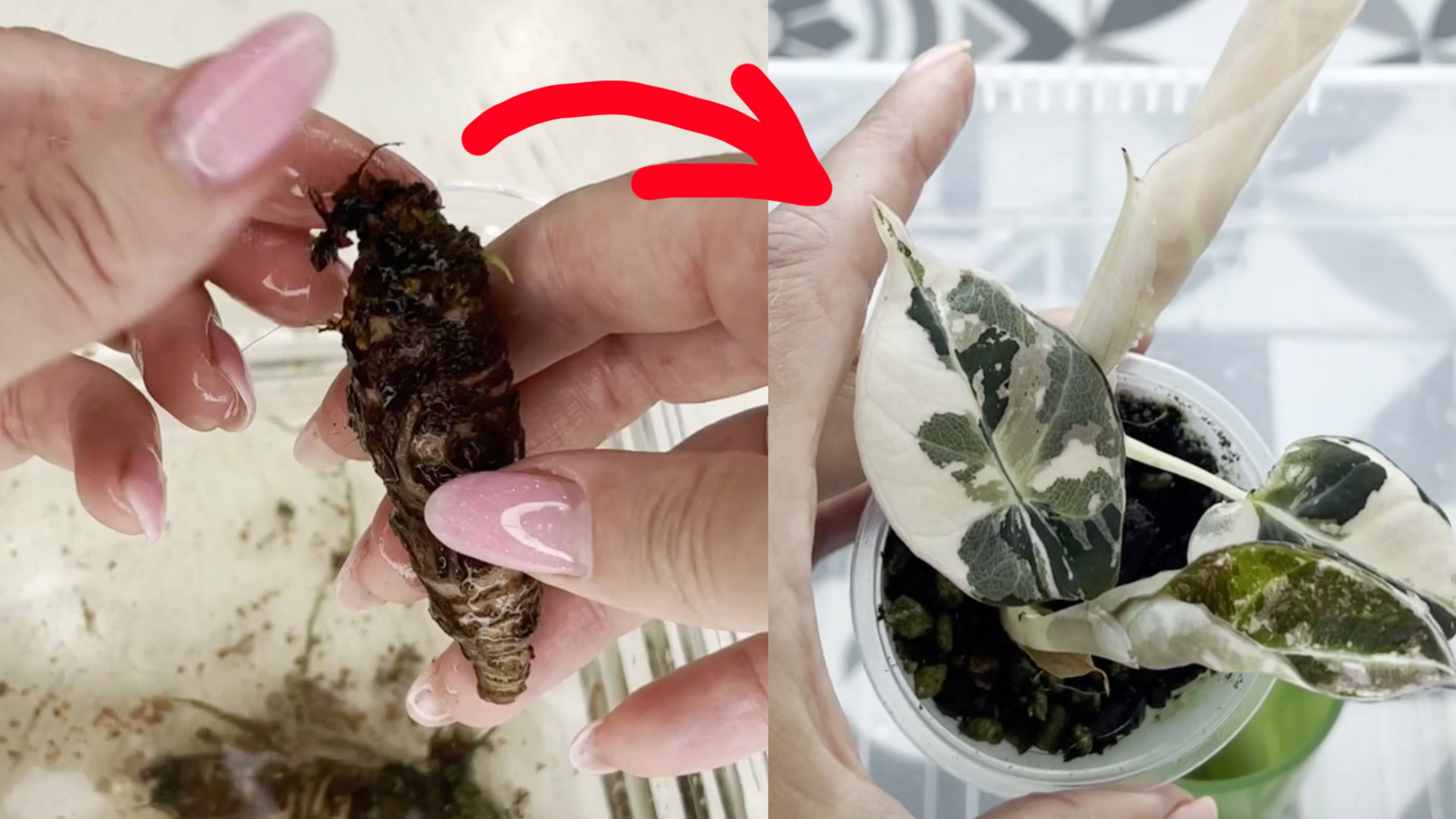 121. Восстанавливаем алоказию из пенька. 5 шагов, 1 средство, 2 месяца - и у вас новое растение! смотреть онлайн