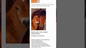 Душа моя, ты словно жеребёнок