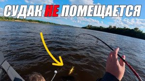 БОЛЬШОЙ СУДАК НЕ ЛЕЗЕТ В ПОДСАК