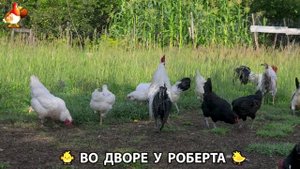 Содержание кур в домашних условиях и других птиц во дворе у Роберта 🐣🐤🦆🐔🪿🦃 (206)