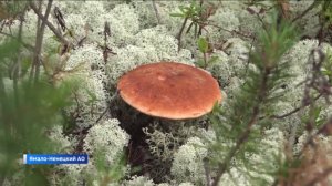 Телеэкспедиция “Север-2025”: грибной и строительный бум в Ноябрьске