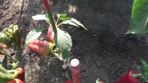 Урожай перцев по сортам