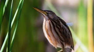 Звук природы. Пение птиц. Птицы. Пение птицы-загадки Выпь