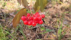 калина красная (2)