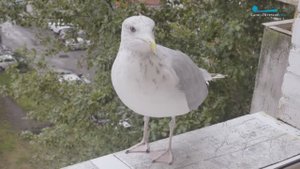 Чайка по имени Вася. Как семья петербуржцев подружилась с птицей