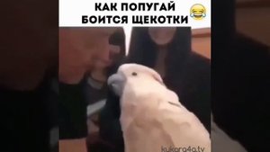 ВИДЕО ПРИКОЛЫ СМОТРЕТЬ ПРИКОЛЫ / СМОТРЕТЬ ВИДЕО ПРИКОЛЫ / ПРИКОЛЬНЫЕ ВИДЕО