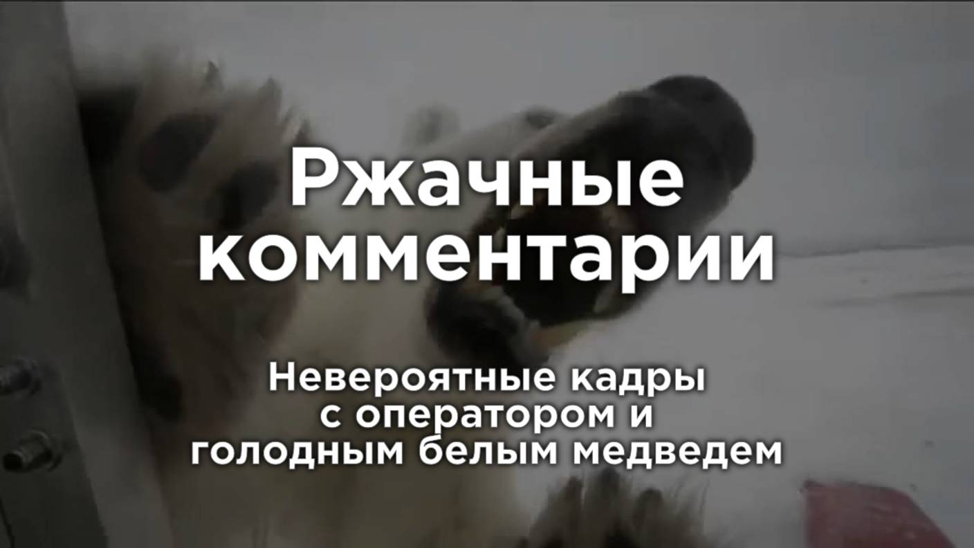 Невероятные кадры с оператором и голодным белым медведем  Ржачные комментарии