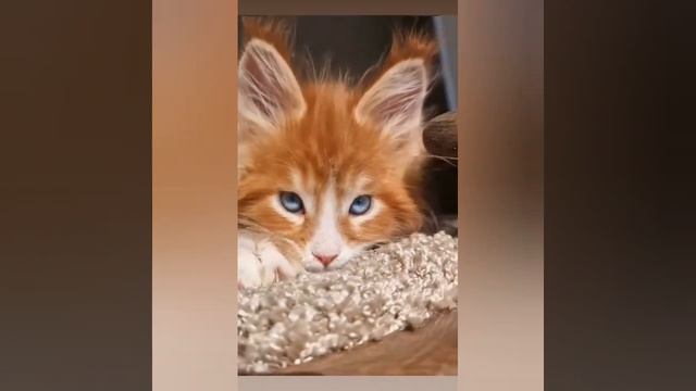 С ДНЁМ РЫЖИХ! 🥰 ПОЗДРАВЛЯЮ ВСЕХ, КОГО ЛЮБИТ СОЛНЫШКО 🌞💐 смотреть онлайн