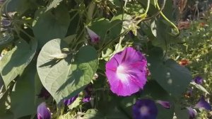 Ипомея самосев разрослась в цветнике