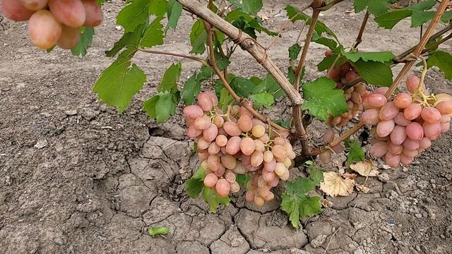 ГФ Винограда ГЛАМУР,ФАНТАЗЁР.
(Калугин В.М.). смотреть онлайн