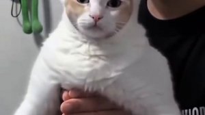 Снимай парик, я знаю что ты рыжий!