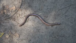 Веретеница