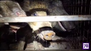 ⚡️В Курортном районе Петербурга семейство диких кабанов гуманно отловили и вывезли в лес