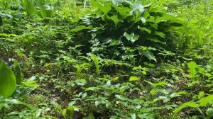 Звук летнего дождя лечит сосуды, успокаивает сердце, нервную систему. Лечим нервы.