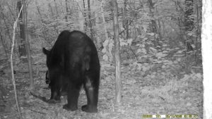 1000061467.mp4 мои медведи