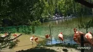 ЗООПАРК им. Р. А. ШИЛО.  НОВОСИБИРСК
