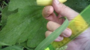 Обзор: "Отвалился кабачок ГРИБОВСКИЙ"