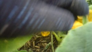 Обзор новых завязей нашей тыквы сорта "Улыбка"