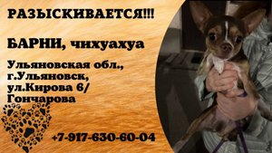 Пропала собака! БАРНИ. Чихуахуа. Ульяновская обл, г. Ульяновск