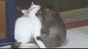 КЛАССНОЕ ВИДЕО ПРИКОЛЫ / ЮМОР НА КАНАЛЕ / СМЕШНЫЕ ВИДЕО / НОВЫЕ ВИДЕО