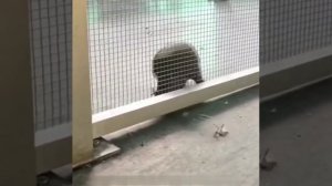 ПРИКОЛЫ В ВИДЕО ПРИКОЛОВ / СМЕШНЕЕ СМЕШНОГО ВИДЕО ПРИКОЛЫ / ЮМОР И СМЕХ