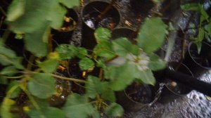 Полив саженцев ЗКС