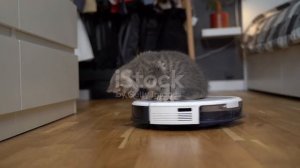 кот и пылесос