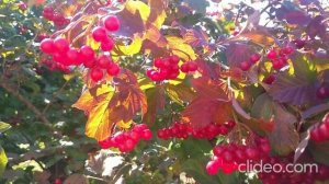 Горькая калина.