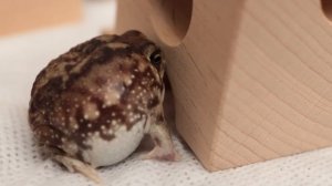 Зевающая круглая лягушка