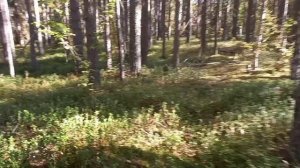 Природа в сентябре.5.09.25.