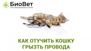 Как отучить кошку грызть провода