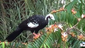 Белогорлый гокко Pipile grayi